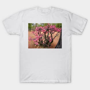 Impala Lily, Kruger National Park, South Africa T-Shirt